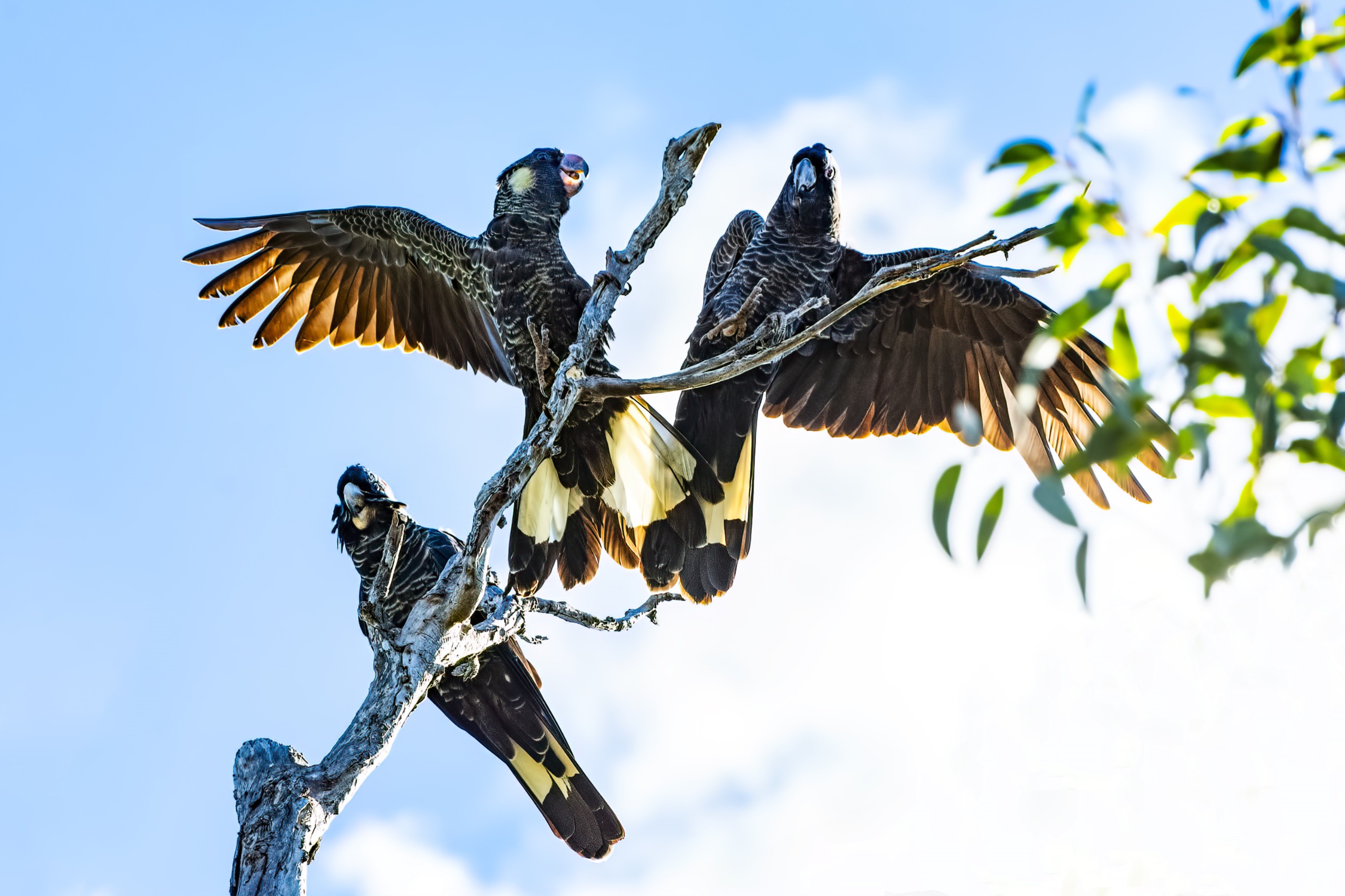 Three black cockatoos perched in a tree