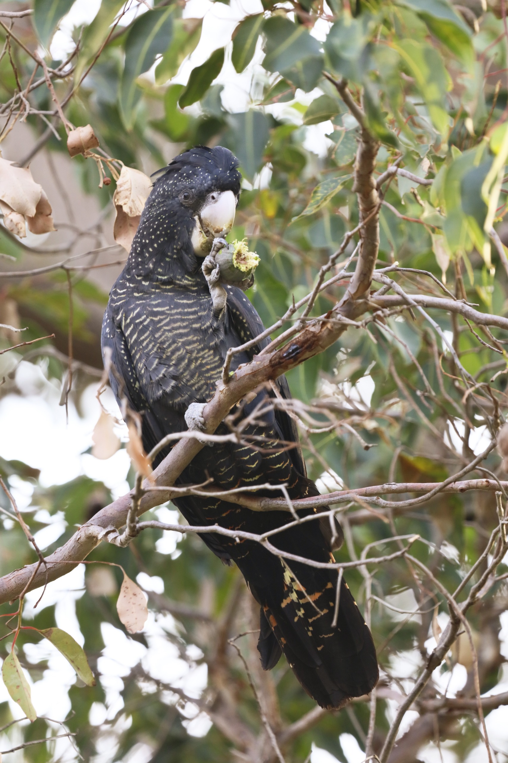 Black cockatoo eating foliage 