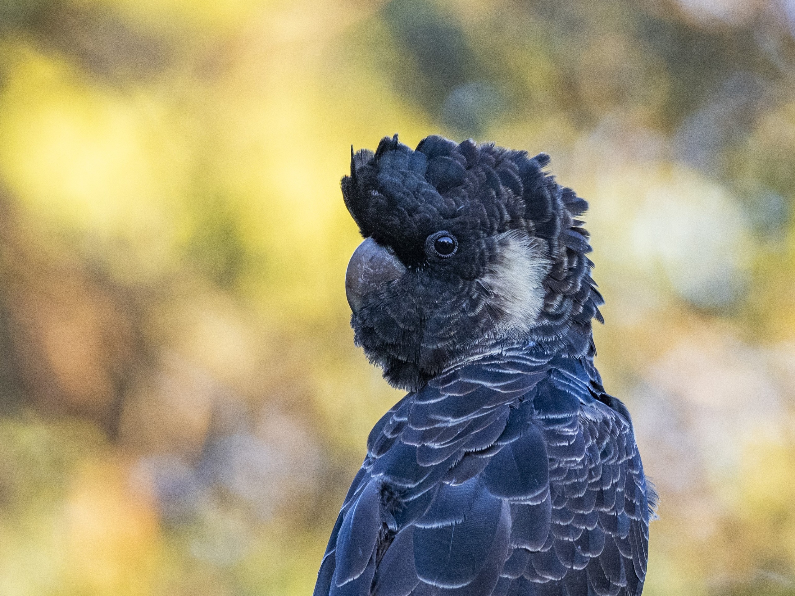 Black cockatoo 
