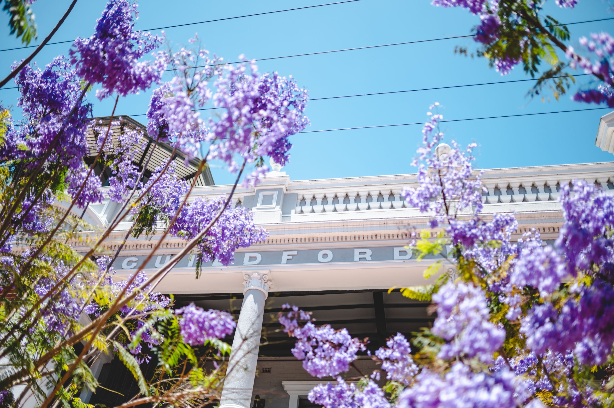 Jacaranda tree at Guildford Hotel 